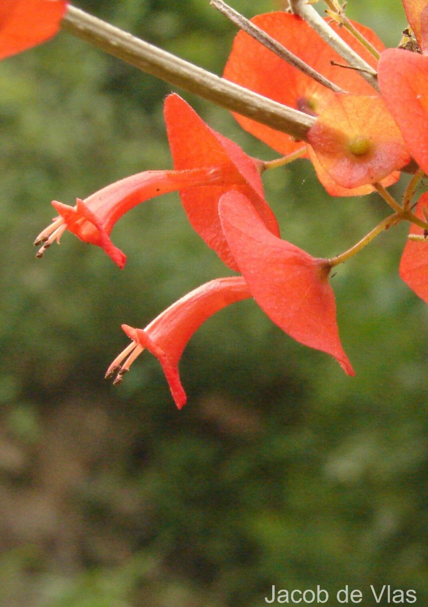 Holmskioldia sanguinea Retz.